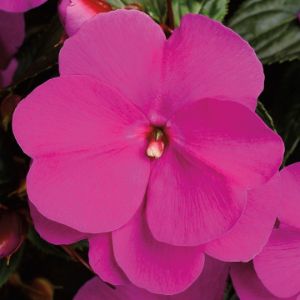 Impatiens (New Guinea)